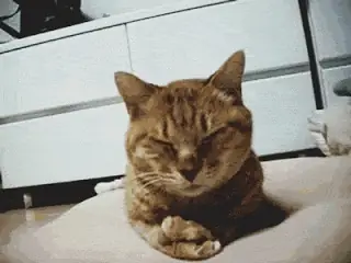Gato llevándose la pata a la cara, en plan «no tengo remedio»